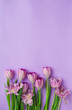 Pink tulips on a purple background