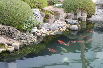 pond and carps in japan