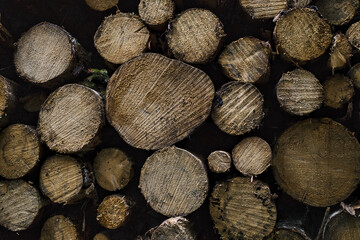 Poster - A bunch of stack of trees