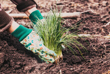 Woman's Hands Planting Chives In Garden In Early Spring - Healthy Lifestyle - Gardening