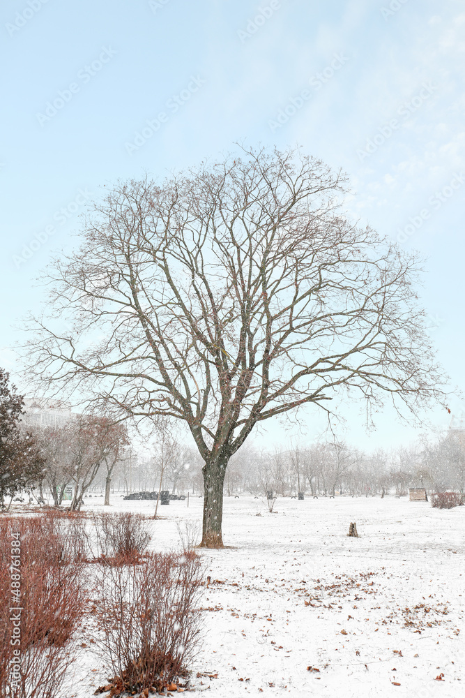 Tree in city park on snowy day