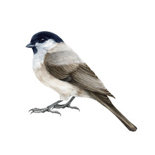 Marsh Tit Bird Watercolor Illustration. Hand Drawn Realistic Poecile Palustris On White Background. Small Cute Chickadee Bird. White Background. Marsh Tit Forest Tiny Songbird Illustration
