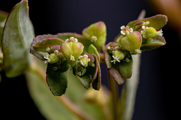 Wall Mural - Hyssop Spurge Plant