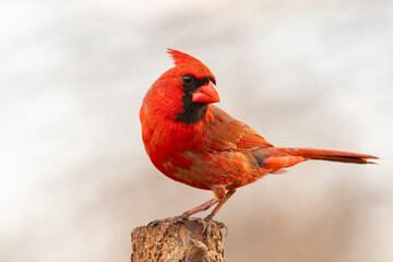 A male Northern Cardinal (Cardinalis cardinalis) perching on a tree with light background.