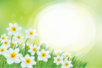 Wall Mural - vector spring daffodils flowers. blossoming narcissus flowers on sunshine, bokeh background. easter 