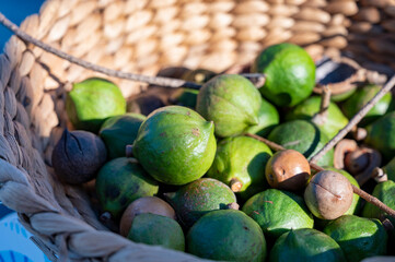 Wall Mural - New harvest of fresh ripe macadamia nuts in green shell