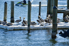 Pelicans On The Dock
