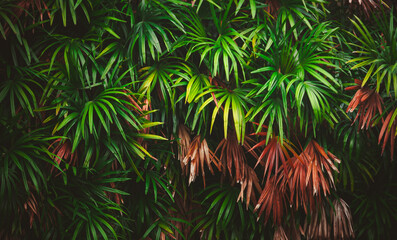  Leaves in the forest Beautiful nature background of vertical garden with tropical green leaf