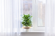 Pot With Beautiful Green Houseplant On Windowsill