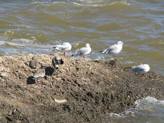 Sticker - Seabirds rest and sunbathe on the coast by the sea. The waves hit the rocks where a flock of seabirds rest