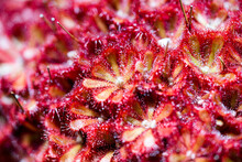 Close Up Of Sundew Plant. Drosera Alicia, Carnivorous Plant