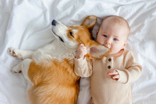 An Infant And Ginger Corgi Pembroke Laying On A White Sheet And Looking At The Camera, Top View. Relationships Between Baby And Dog. Baby Biting Dog's Ear. Fur Allergy. Families With Pets And Newborn.