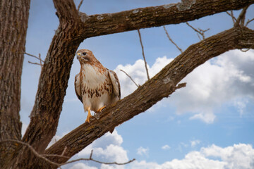 Red tailed hawk sits in black walnut tree looking for prey