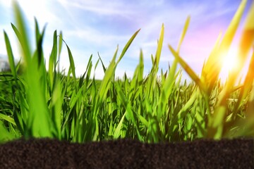 Sticker - Fresh green sprout in spring on the field. Growing seedling sprouts in cultivated agricultural farm field.