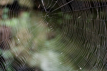 spider web with dew drops