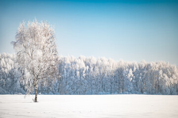 Poster - landscape forest frosty in winter