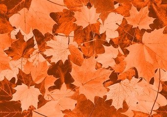 Wall Mural - Monochrome pattern in orange-brown tones. Seamless background of autumn maple leaves.