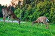 A pair of juvenile deers feeding at park