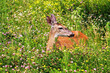 A deer sitting in thick grass