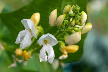 green bean flower close up