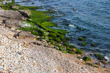 Close-up Stone Seashore With A Huge Amount Of Green Algae