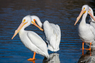 A White Pelican Resting on a Large Rock while a Pelican in the background Preens its Feathers 