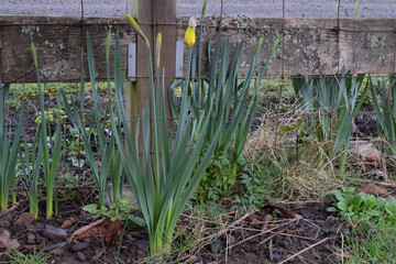 Canvas Print - Wooden Post Daffodil 25