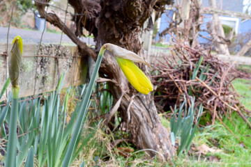 Canvas Print - Yellow Daffodil Buds 01