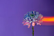 © ADDICTIVE STOCK - Chrysanthemum flower in room with neon lights