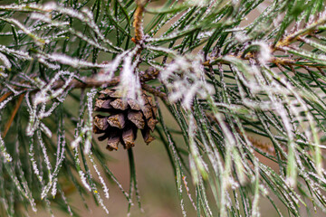 Wall Mural - frozen branch of a Christmas tree with cones