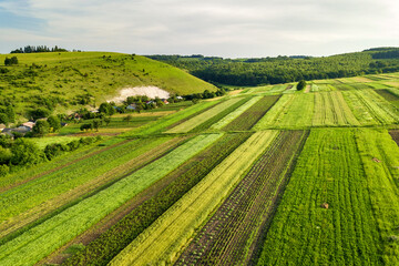  Aerial view of green agricultural fields in spring with fresh vegetation after seeding season on a warm sunny day.