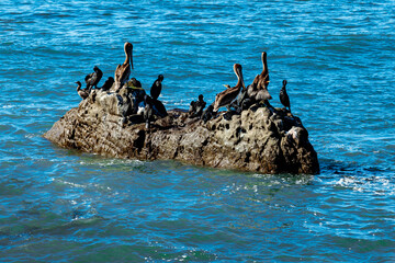 Wall Mural - Pelicans And Cormorants