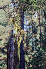 Wall Mural - Spanish Moss 1