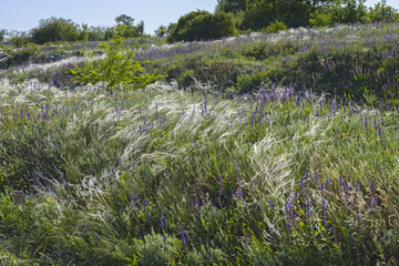 Weald landscape with wildflowers and weed grass on foreground, Ukraine.