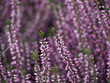 canvas print picture - close up of lavender