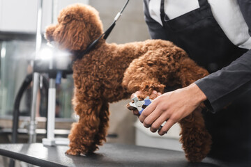 Wall Mural - partial view of african american groomer cutting claws of dog in salon.