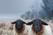 A Shallow Focus Of Two Sheeps In Nature.