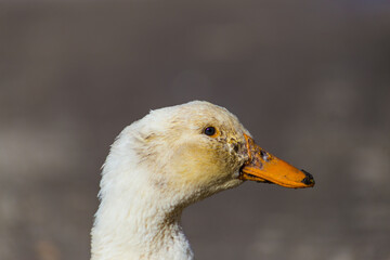 Sticker - A close up shot of a American Pekin head.