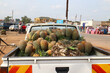 Truck full of fresh ripe pineapples at the fruit market in Uganda - Africa. Ananas