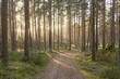 Pathway through majestic evergreen forest. Mighty pine and spruce trees. Soft sunset light. Early spring. Pure nature. Ecotourism, hiking, healthy lifestyle concepts