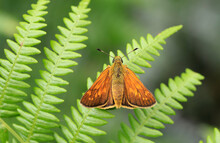 Forest Hoop Butterfly (Ochlodes Venatus) On A Fern Plant