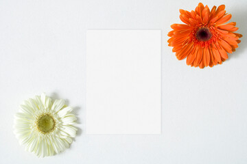 Minimalist invitation mockup with gerbera on the white background