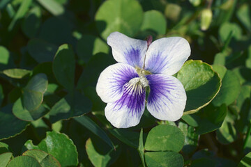 Wall Mural - Common blue violet (Viola sororia). Called Common meadow violet, Purple violet, Woolly blue violet, Hooded violet, Missouri violet and Wood violet also.