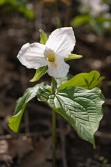 isolated Trillium - flowering plant - Melanthiaceae family slightly backlit by the sun