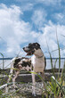 Harlequin great dane dog framed by beach sea grass on sunny day. 