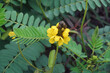 African senna (Senna didymobotrya). Called Popcorn senna, Candelabra tree and Peanut butter cassia also.