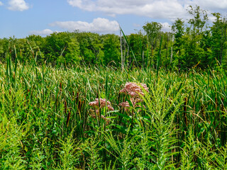 Canvas Print - A beautiful shot of a field under the cloudy skies in Mentor Marsh