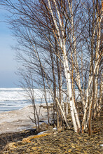 Birches By The Beach