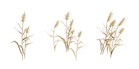 Wall Mural - Reed cane thickets - a set of flat compositions. Vector illustration. 