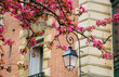 Spring in Paris, France. Blossoming Sakura tree and typical Parisian building at background. 